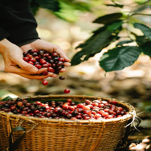 Café Cult Colombia Swiss Water Descafeinado. Premium Quality. 100% Arábica.