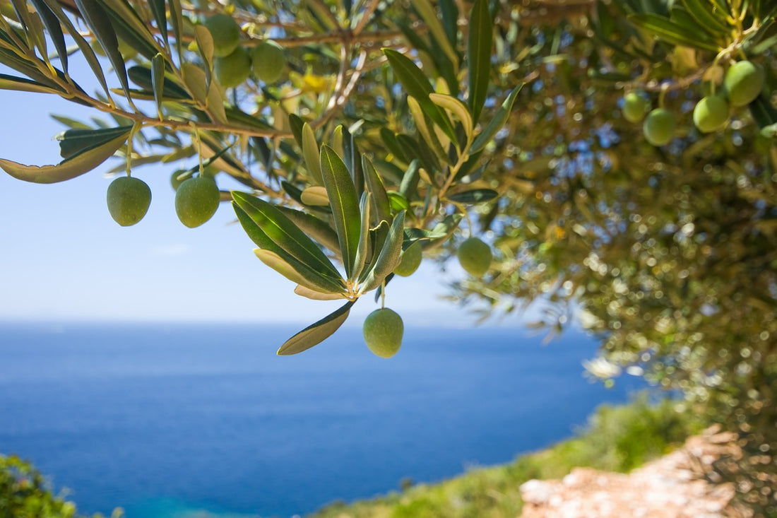 LA ACEITUNA O LA OLIVA, EL TESORO DE LA DIETA MEDITERRÁNEA. 