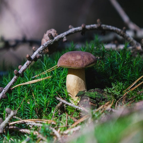 Setas secas Cep Deshidratadas (Boletus Edulis) Petràs Caja de 25g