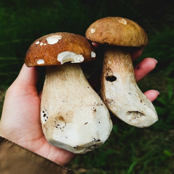 Setas secas Cep Deshidratadas (Boletus Edulis) Petràs Caja de 25g