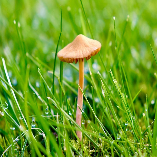 Setas Secas Moixernó Deshidratadas (Marasmius oreades)  Petràs Caja de 25g