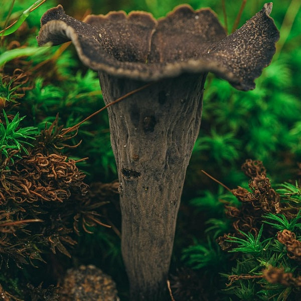 Setas secas Trompeta Deshidratadas (Craterellus Cornucopioides) Petràs Caja de 25g